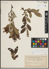 Foto von Salix appendiculata Vill. x Salix waldsteiniana Willd.
